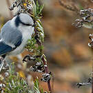 Mésange azurée