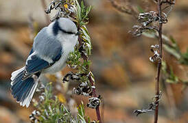 Azure Tit