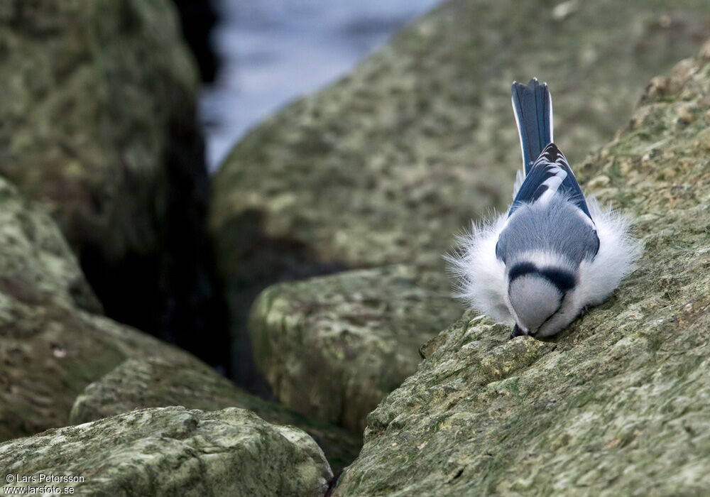 Azure Tit