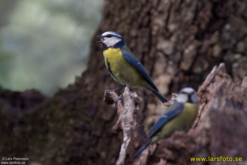 Mésange bleue