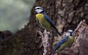 Eurasian Blue Tit