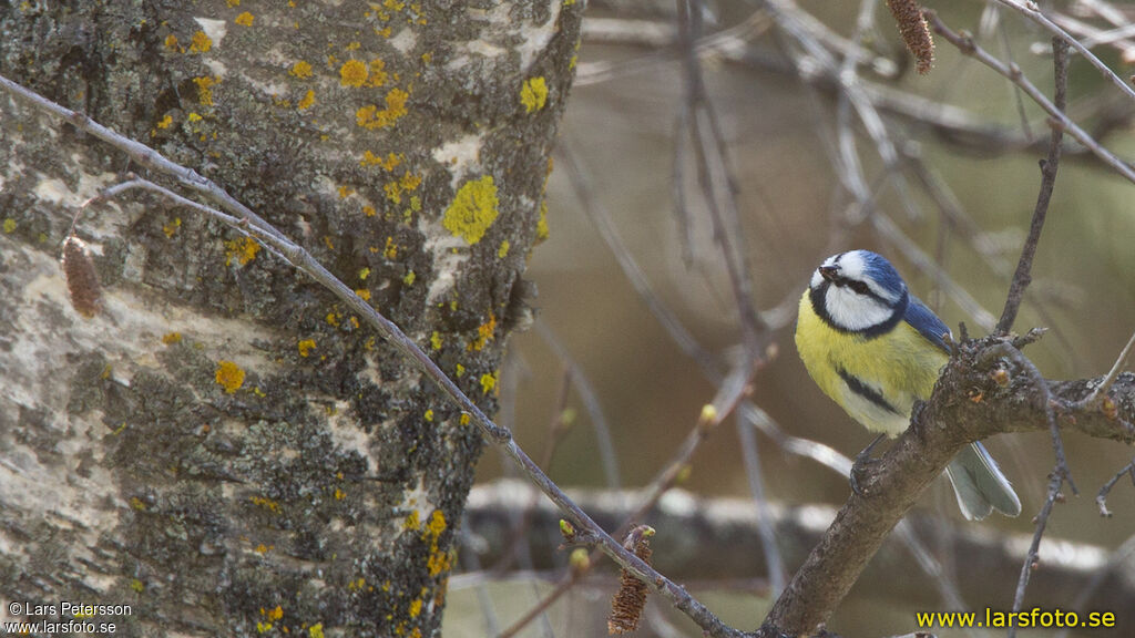 Eurasian Blue Tit