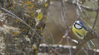 Eurasian Blue Tit