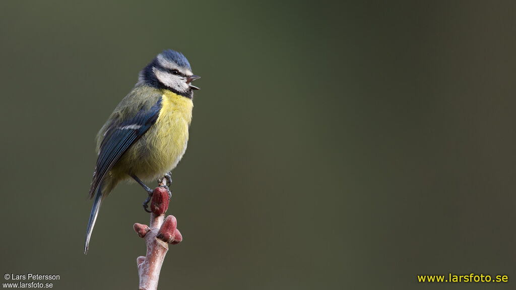 Mésange bleue