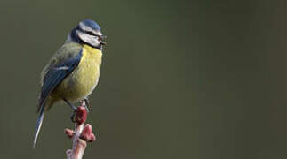 Eurasian Blue Tit