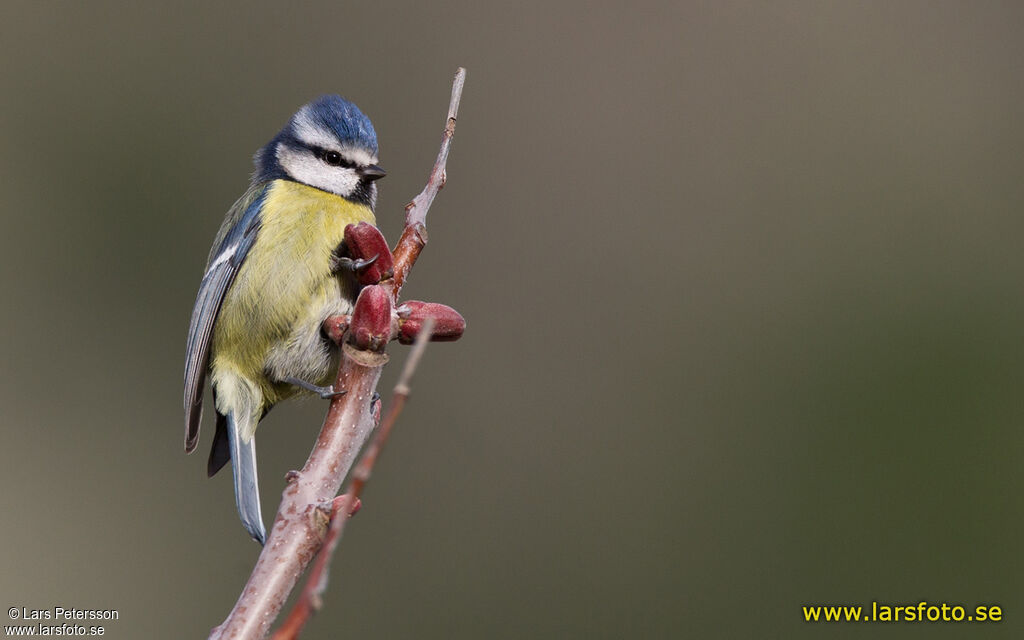 Eurasian Blue Tit