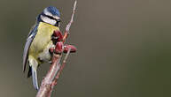 Mésange bleue