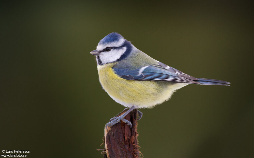 Mésange bleue