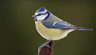 Mésange bleue