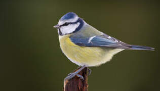 Eurasian Blue Tit