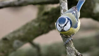 Mésange bleue