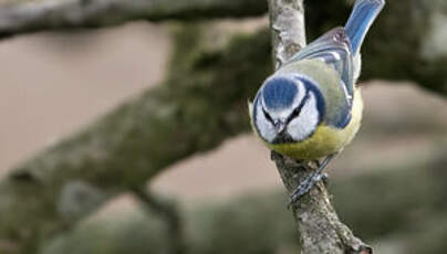 Mésange bleue