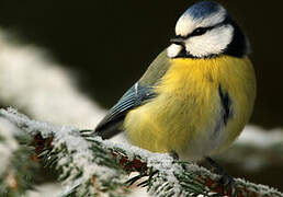 Eurasian Blue Tit