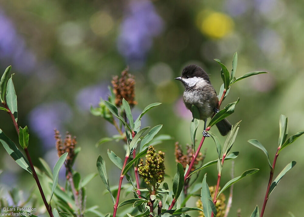 Mésange boréale