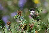 Mésange boréale