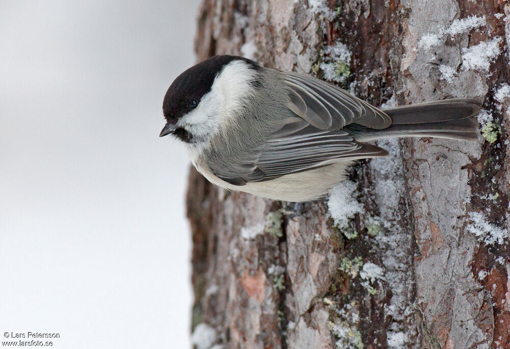 Willow Tit