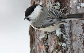 Mésange boréale