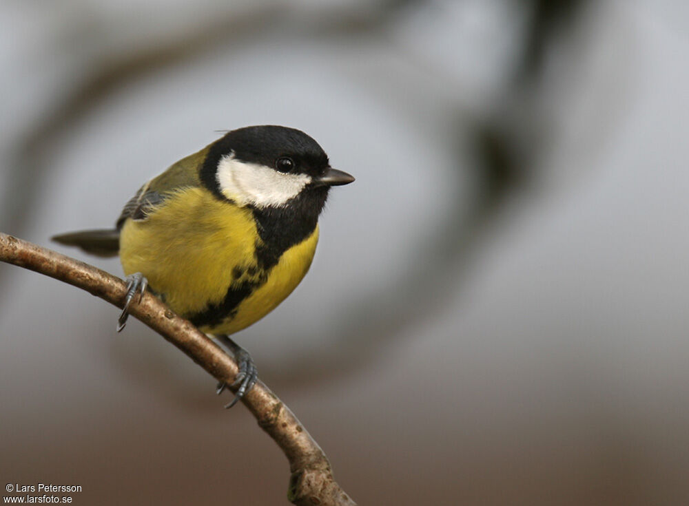 Great Tit