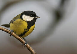 Great Tit