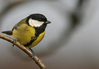 Mésange charbonnière