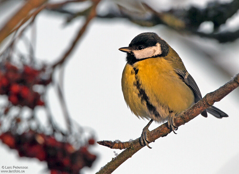 Great Tit