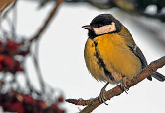 Mésange charbonnière