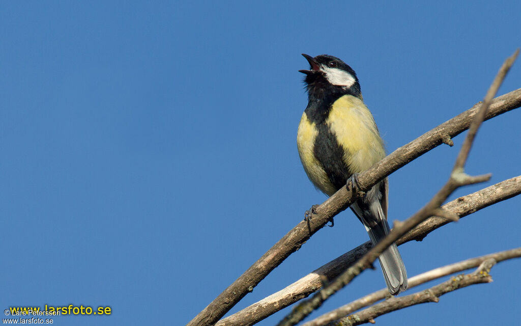 Great Tit