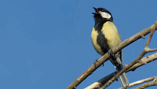 Great Tit