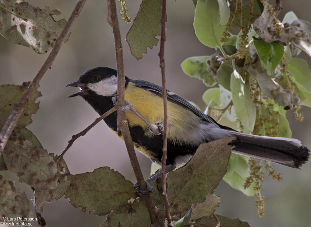 Great Tit