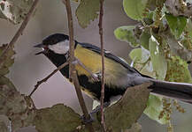 Mésange charbonnière