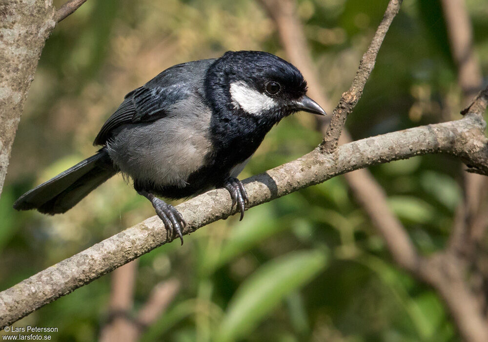 Great Tit