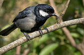 Mésange charbonnière