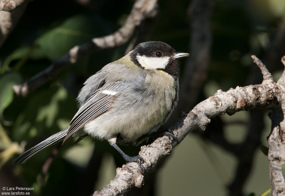 Great Tit