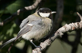 Great Tit