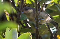 Mésange d'Iriomote