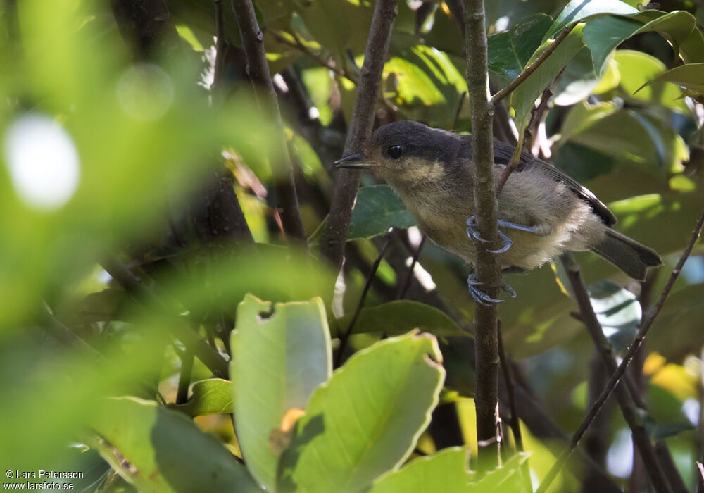 Mésange d'Iriomote