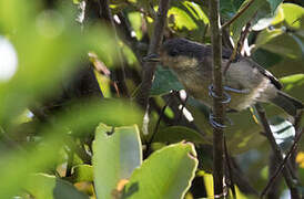 Iriomote Tit