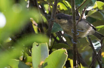 Mésange d'Iriomote