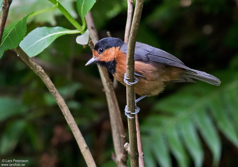 Mésange d'Owston