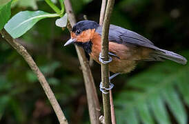 Owston's Tit