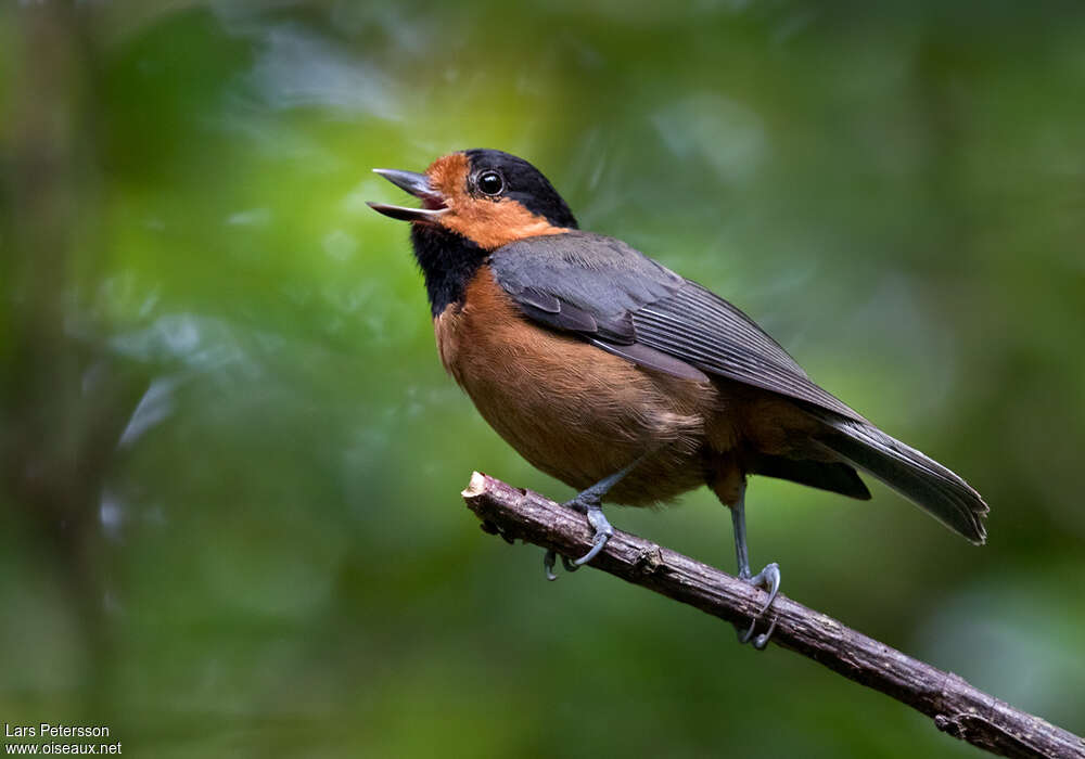 Owston's Titadult, identification