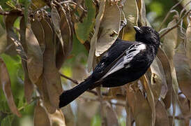 Carp's Tit