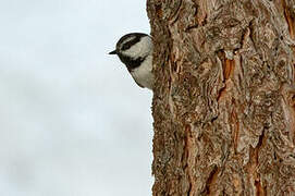 Mountain Chickadee