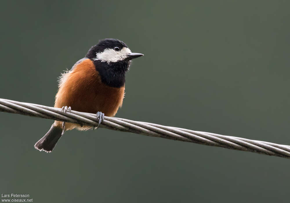 Chestnut-bellied Titadult, identification