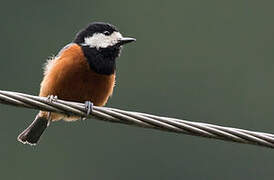 Chestnut-bellied Tit