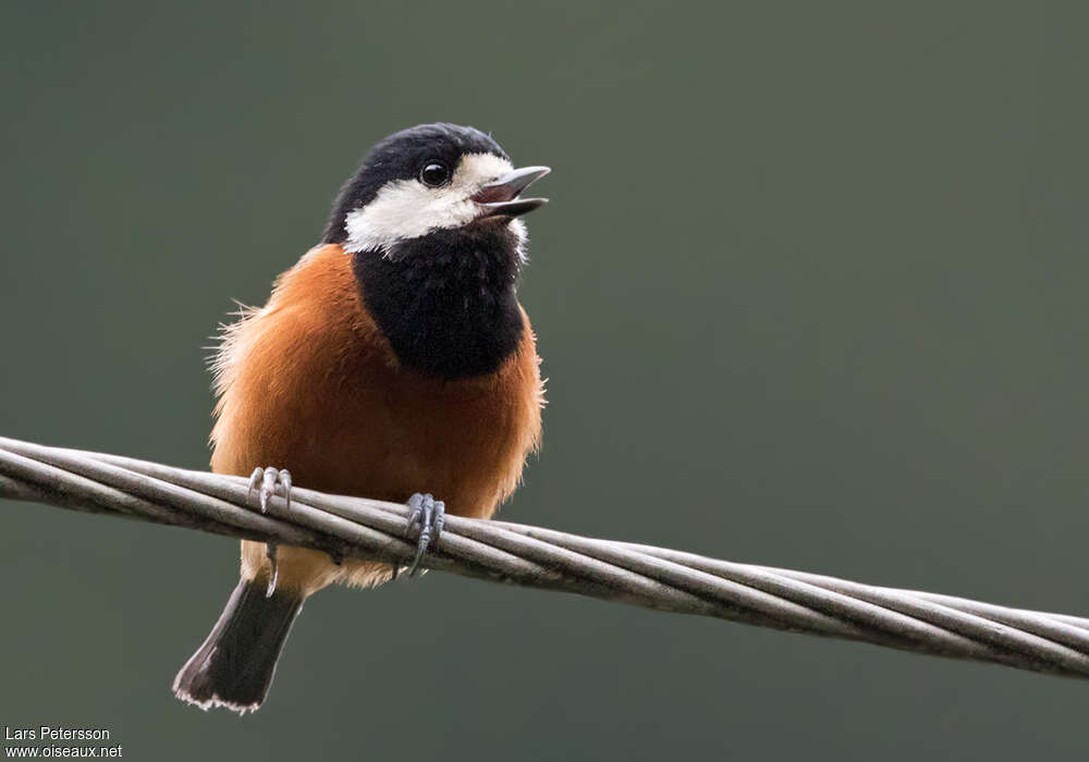 Chestnut-bellied Titadult, identification