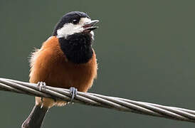 Chestnut-bellied Tit