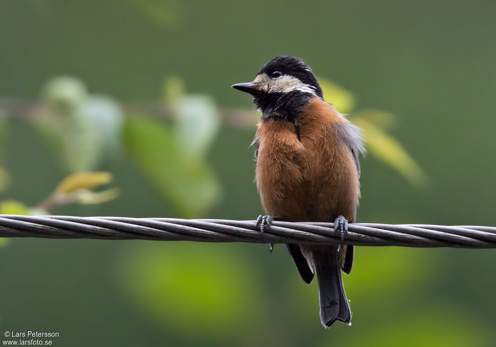 Chestnut-bellied Tit