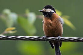 Chestnut-bellied Tit