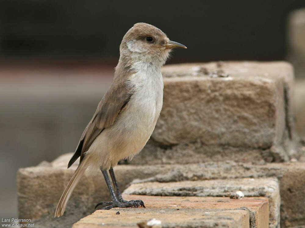 Mésange de Humeadulte, identification